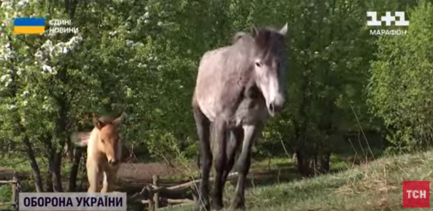 Поліські коні / © 