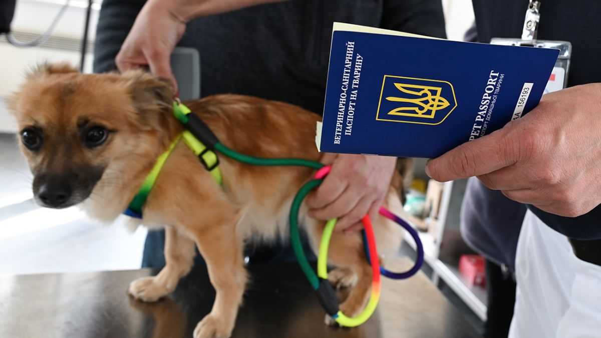 документы на собаку за границу