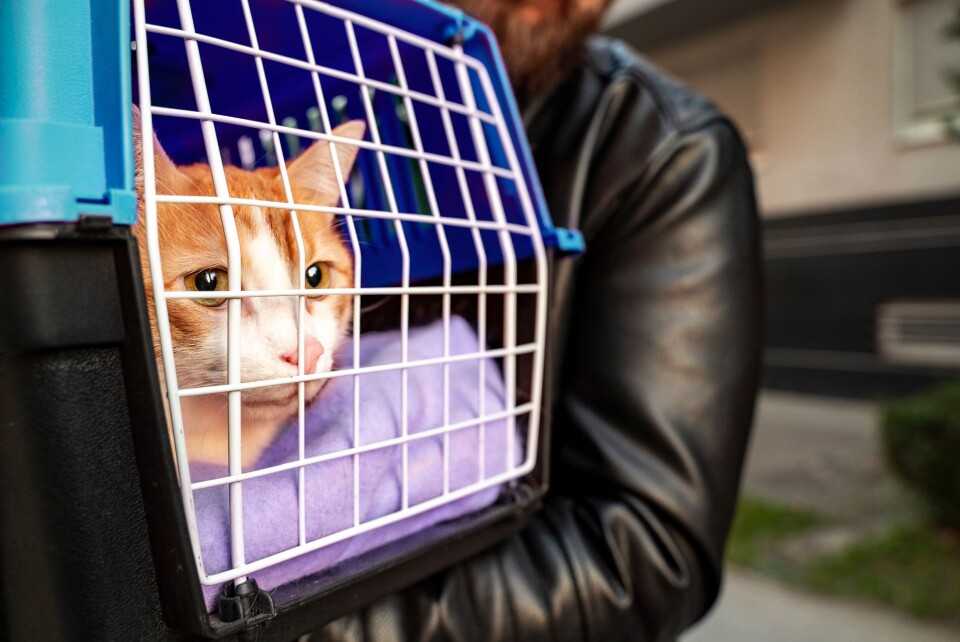 выезд с котом в Европу